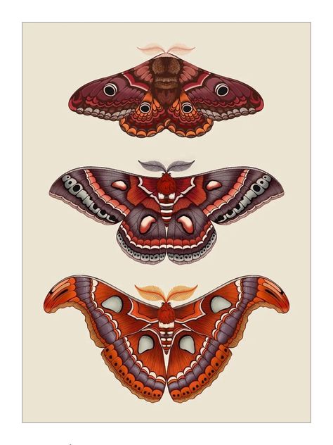 Atlas Moth Painting, Atlas Moth Art, Atlas Moth Tattoo Design, Cecropia Moth Drawing, Atlas Moth Drawing, Cecropia Moth Tattoo, Atlas Moth Tattoo, Moth Painting, Cecropia Moth