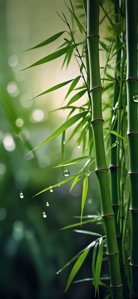 Interesting Wallpaper Iphone, Bamboo Wallpaper Iphone, Bamboo Photography, Bamboo Aesthetic, Bamboo Mural, Japan Gardens, Chinese Nature, Wallpaper Mawar, Bamboo Wallpaper