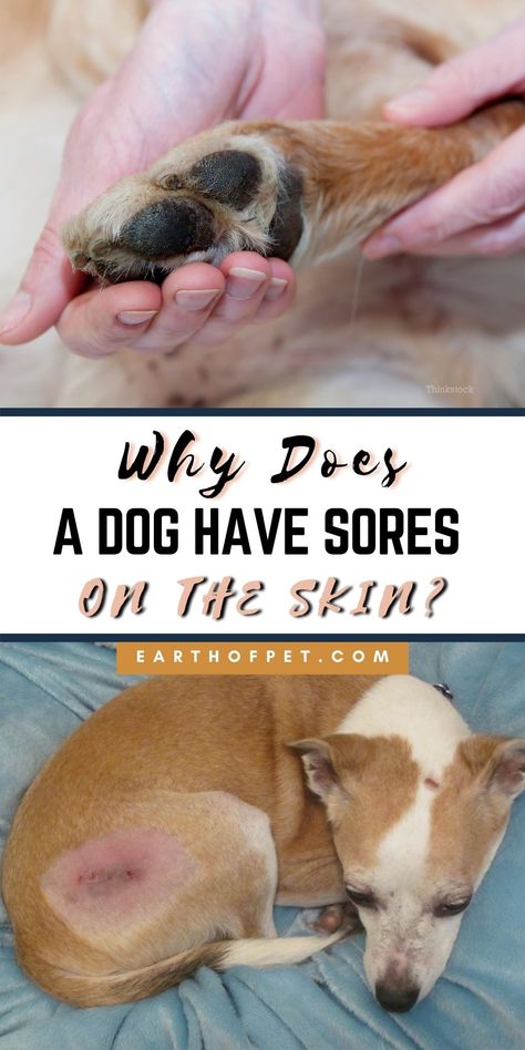 Oftentimes, dog owners use the catchall term “hot spots” to describe skin sores, but hot spots are a specific ailment Dog Hot Spot Remedy Diy, Dog Skin Problems Pictures, Hot Spots On Dogs, Dog Hot Spots, Skin Home Remedies, Dog Skin Problem, Things For Dogs, Meds For Dogs, Itchy Dog