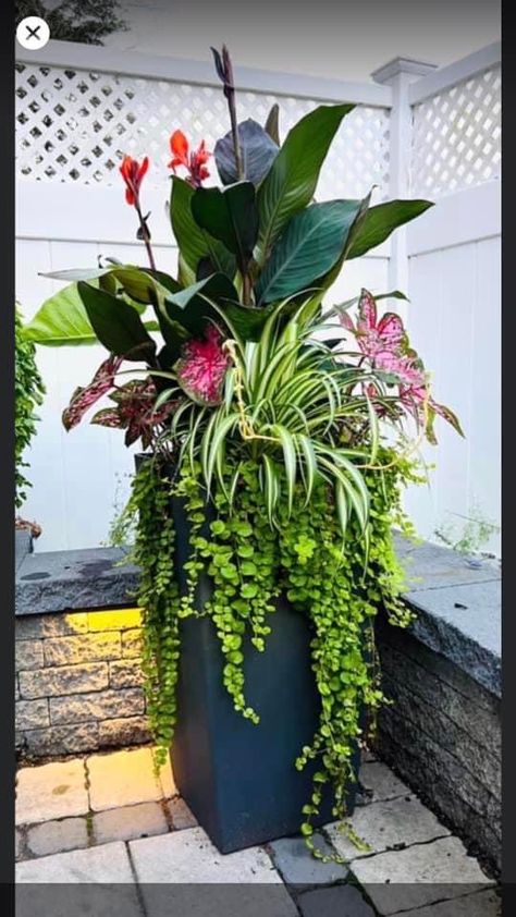 Patio Planter Ideas Plant Pots, Patio Flower Pots, Tropical Backyard Landscaping, Potted Plants Patio, Planter Arrangements, Pool Plants, Patio Flowers, Tropical Garden Design, Container Garden Design