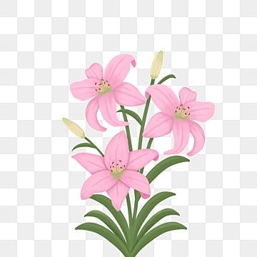 flower,lily flowers,plant,lily clipart,pink clipart,lily flower,flowers,flowers clipart,pink,pink lily,plant clipart,bouquet,cartoon lily,flowers illustration,pink flowers,squid decoration illustration,plants clipart,flowering branches,decoration,decoration clipart,hand painted,green leaf,pink flower clipart,green leaf clipart,free,beautiful lilies,delicate flowers,green leaf decoration,beautiful clipart,fresh,wedding flower,beautiful,lily illustration,flower illustration,drawn clipart,lily flow Branches Decoration, Lily Illustration, Beautiful Lilies, Illustration Plants, Pink Clipart, Pink Lily Flower, Plant Clipart, Lily Plant, Plant Png