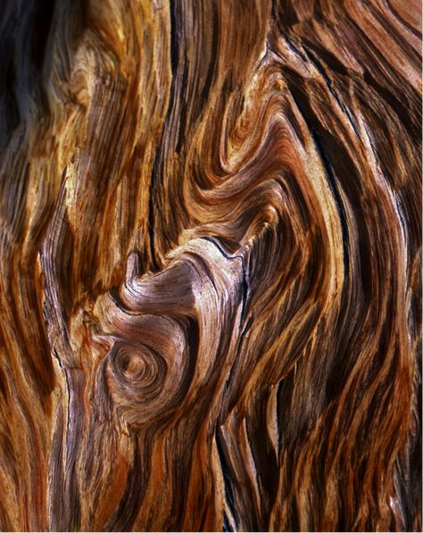 Bristlecone Pine Tree, Bristlecone Pine, Tree Bark Texture, Pine Bark, Tree Textures, Tree Bark, Natural Forms, Wood Texture, Patterns In Nature