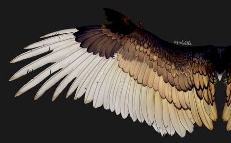 Wing Anatomy, Quetzalcoatl Tattoo, Hawk Wings, Bird Person, Winged People, Zbrush Tutorial, Bird People, Wings Drawing, Wings Art