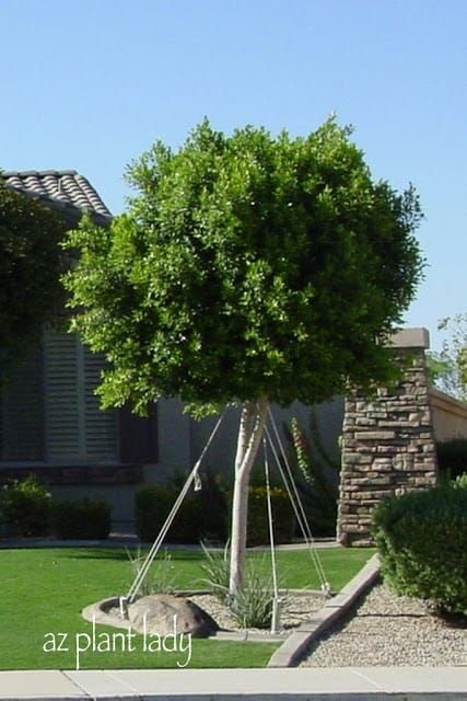 Ficus Tree Outdoor, Ficus Nitida, California Landscaping, Ficus Benjamina, Ficus Tree, Lawn And Landscape, Gardening 101, Desert Garden, Shade Trees