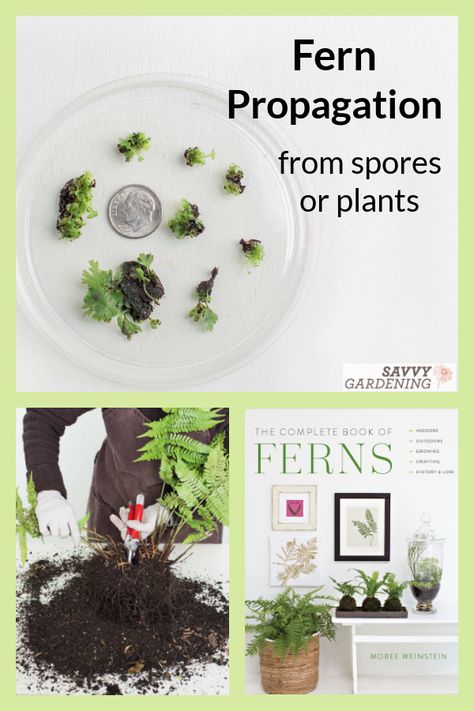 Fern Propagation Techniques Using Spores or Mother Plants Fern Propagation, Fern Spores, Small Glass Containers, Ferns Care, Indoor Oasis, Starting Seeds Indoors, Planting Plan, Fern Plant, Unusual Flowers