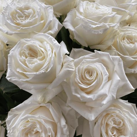 White Playa Blanca Rose, White Rose Aesthetic, White Roses Aesthetic, White Roses Bouquet, Odyssey Art, Easy Rose, Wedding Color Pallet, White Rose Bouquet, Moo Moo