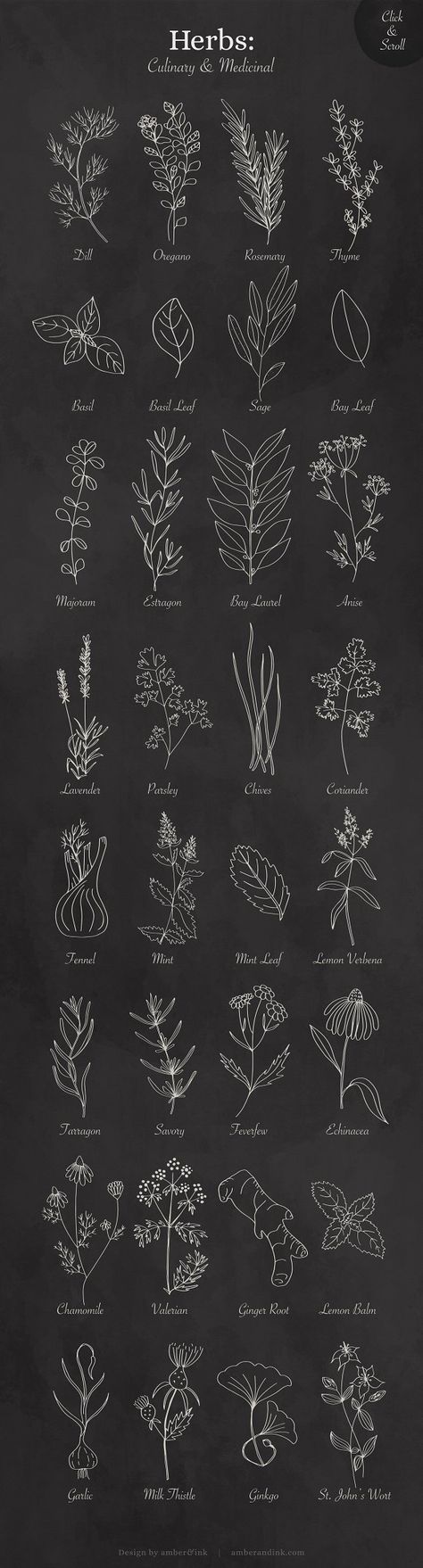 Culinary & Medicinal Herbs by amber&ink on @creativemarket #sponsored #graphicassets #graphicdesign #design #art #motivational #graphic #designs #graphicscollection #template Crockery Painting, Herbs Medicinal, Herbs Illustration, Nature Illustrations, Dibujo Simple, Culinary Herbs, Leaf Drawing, Floral Drawing, Angel Painting