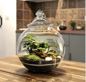 Ecosystem In A Jar, Garden In A Bottle, Closed Terrarium, Diy Terrarium Kit, Small Terrarium, Craft Booth Display, Beautiful Terrariums, Decorative Pebbles, Terrarium Containers