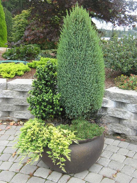 dwarf evergreens | Dwarf Evergreens in Containers (3) Evergreens For Containers, Evergreen Planters, Evergreen Container, Container Garden Design, Garden Shrubs, Evergreen Plants, Blue Spruce, Garden Containers, Unique Trees