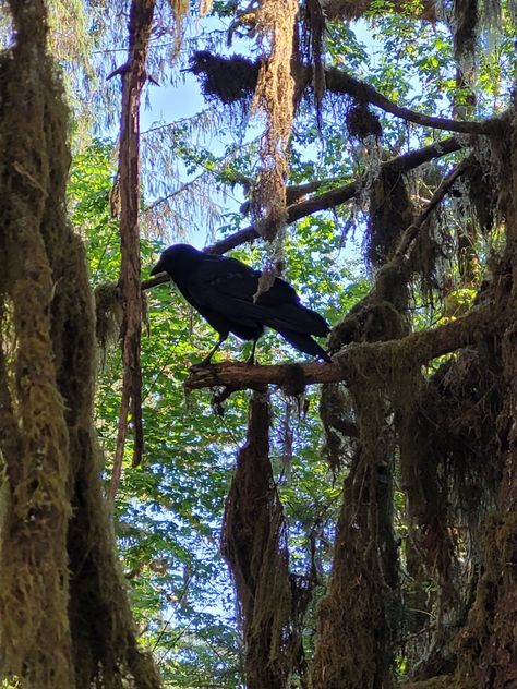 Crows In Trees, Group Of Crows, Cool And Mysterious, Forest Paths, School Painting, Black Birds, American Gothic, Crows Ravens, Forest Path