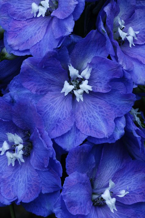 Larkspur: Flower-detail of Delphinium[Family: Ranunculaceae]; by mstoy Larkspur Color, Larkspur Wallpaper, Larkspur Plant, Delphinium Flowers, Unique Trees, Delphinium, Flower Beauty, Beautiful Blooms, Love Flowers