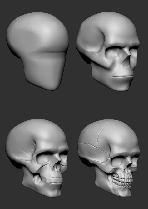 How To Sculpt A Skull, Clay Skull Tutorial, Skull Clay Sculpture, Communication Degree, Planes Of The Head, Skull Female, Human Skull Anatomy, Clay Skull, Zbrush Anatomy