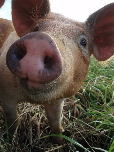 Little Piggy... Bath Selfie, Mercy For Animals, Cute Piglets, Do Cute, Baby Goats, Animal Rights, Sweet Animals, Country Life, Farm Life