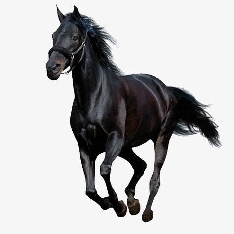 Running Illustration, Horse Background, American Paint Horse, Paint Horse, American Paint, Horse Wallpaper, Andalusian Horse, American Quarter Horse, Horse Silhouette