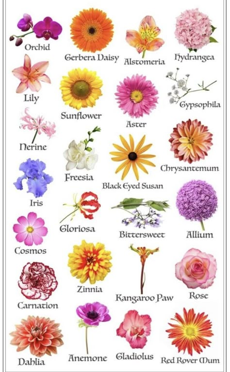 Pretty Flower Names, Flowers Name List, Big Leaf Plants, Flowers Australia, Flowers To Draw, Flowers Name, Different Kinds Of Flowers, Wedding Flower Guide, Flower Chart