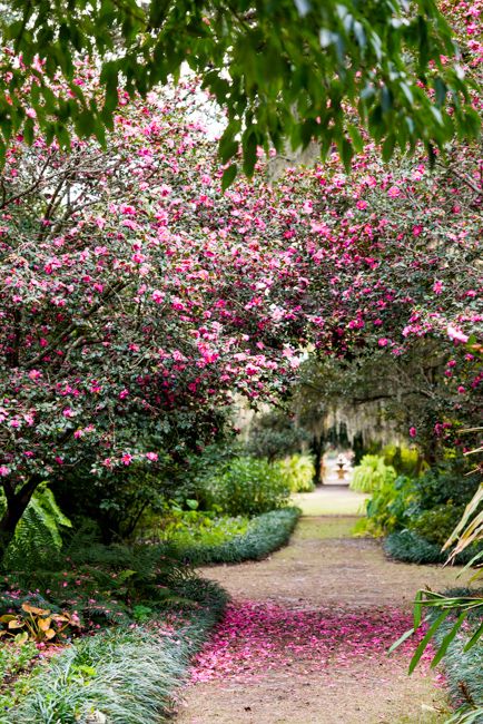 Airlie Gardens Wilmington Nc, Camellia Garden, Pink Plants, Coastal North Carolina, Good Night All, How To Garden, Seaside Garden, Bald Cypress, North Carolina Travel