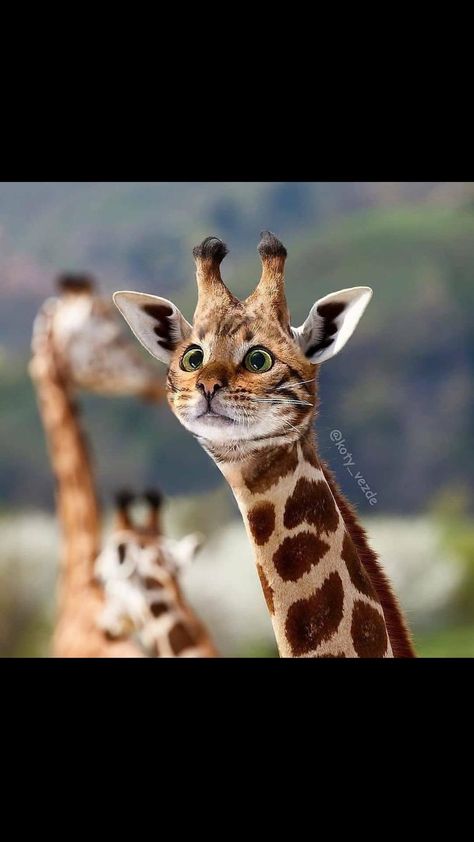 Giraffes, Instagram