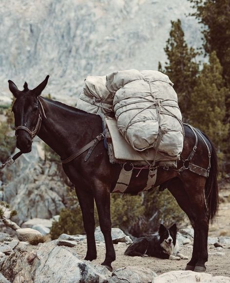 Picture Story Prompts, Mules Animal, Pack Mule, Horse Sketch, What To Draw, Western Horse, Mountain Man, Horse Photos, Old West