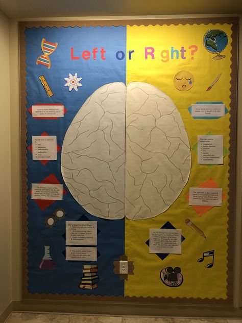 This board was about the left side of the brain vs. the right side of the brain. This board informed residents about which sided brain they were according to the given information. Tips to keep your brain sharp were also provided on this board. Brain Science Project, Brain Bulletin Board Ideas, The Brain For Kids, Third Grade Classroom Decor, Brain Artwork, Right Side Of The Brain, Brain Diagram, Lab Decor, Clinic Art