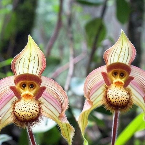 Naturesms on Instagram: "Monkey Face Orchid, this flower can bloom in any season, and the smell it emits is similar to that of a ripe orange. It has two strange features, namely two long thorns and two long calyxes. It is amazing how magical nature is." Monkey Face Orchid, Monkey Orchid, Magical Nature, Strange Flowers, Rose Flower Pictures, Monkey Face, Rare Flowers, Flower Pictures, Rose Flower