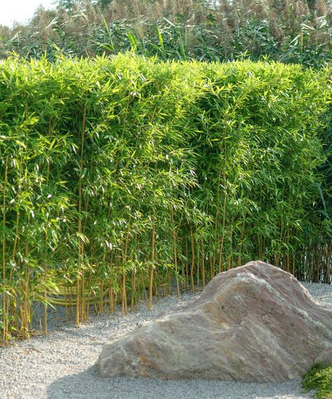 Best plants for privacy: 10 effective screening options | Best Plants For Privacy, Fast Growing Pine Trees, Flowering Hedges, Plants For Privacy, Flower Hedge, California Lilac, Nosy Neighbors, Thuja Occidentalis, Privacy Trees