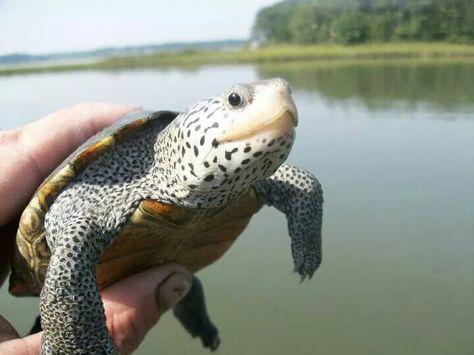 Diamond Back Terrapin, Cute Tortoise, Terrapin, Kiawah Island, Cute Turtles, Virginia Beach, Happy Place, Beach Life, Of Course