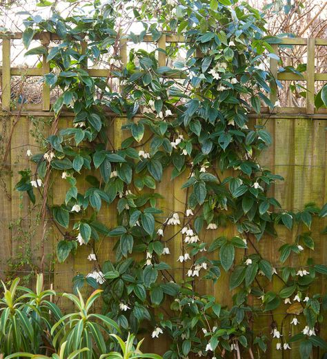 Evergreen Clematis, Clematis Trellis, Evergreen Climbers, Clematis Plants, Climbing Flowers, Garden Vines, Winter Plants, Winter Beauty, Winter Flowers