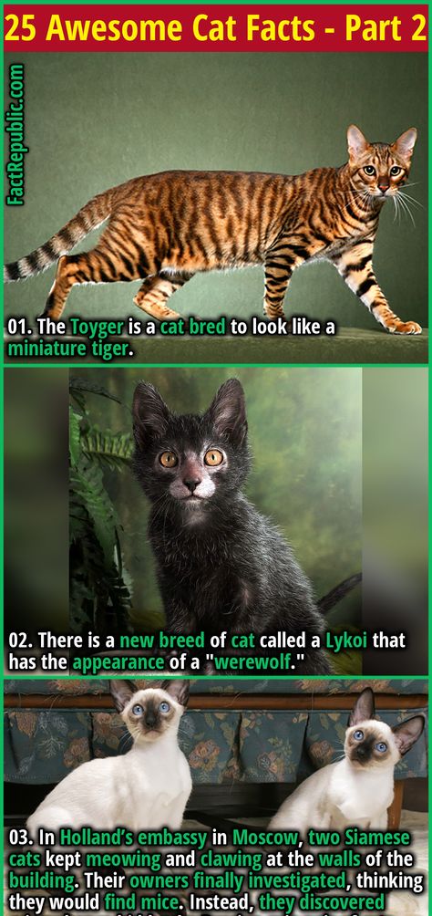 1. The Toyger is a cat bred to look like a miniature tiger. Cats In Food, Crazy Animal Facts, Cat Facts Funny, Toyger Kitten, Adopting A Kitten, Weird Cats, Science Cat, Cat Questions, Toyger Cat