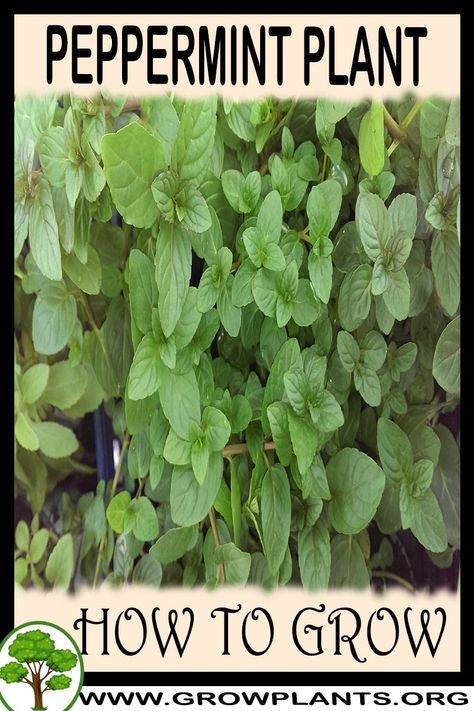 Peppermint Plant, Peppermint Plants, Plant Tips, Easy Plants To Grow, Mint Plants, Gardening Plants, Fragrant Plant, Inside Plants, Evergreen Plants