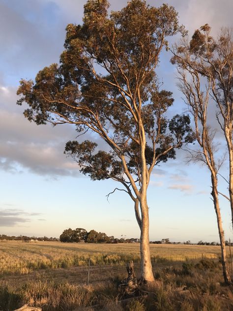 Environment Reference Photography, Sternum Piece, Skibo Castle, Landscape Photography Trees, Eucalyptus Trees, Reference Photos For Artists, Landscape Inspiration, Australian Landscape, Australian Bush