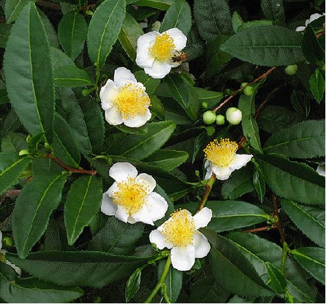 tea plant | ... tea plant to 5 feet tall grow your own tea at home this is the plant Tea Live, Lipton Tea, Tea Plant, Camellia Sinensis, Starter Plants, Tea Garden, Oolong Tea, How To Make Tea, Plant Nursery