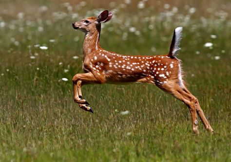 Deer Jumping, Deer Logo, Deer Running, Deer Tattoo, Roe Deer, Whitetail Deer, Oh Deer, A Deer, Baby Deer