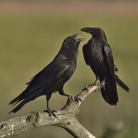 size: 16x16in Photographic Print: Northern raven (Corvus corax) pair perching on branch. Danube Delta, Romania, May by Loic Poidevin : Raven Open Mouth, Raven Pictures, Common Raven, Danube Delta, Raven Bird, Nature Picture, Crows Ravens, Portrait Images, Picture Library