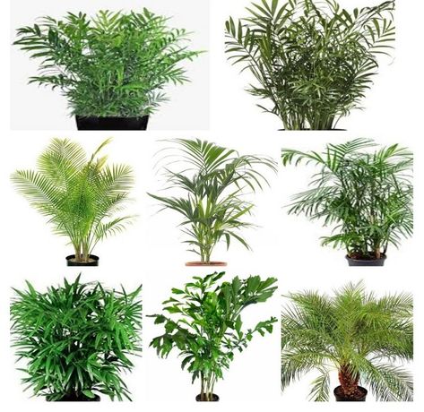 Palms are excellent indoor plants which add an exotic feel in any space. They come in a range of leaf types, sizes and growth habits. Lady Palm Plant, Indoor Palm Plants, Pygmy Date Palm, Palm Tree Types, Leaf Types, Parlour Palm, Lady Palm, Indoor Palm, Palm Tree Flowers