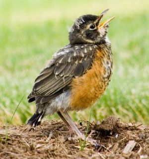 Baby Robin, American Robin, Robin Bird, Kinds Of Birds, Baby Bird, Backyard Birds, Pretty Birds, Bird Garden, Life Cycle