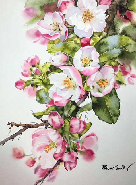 paint apple blossom watercolour Artists Who Paint Flowers, Hur Man Ritar Blommor, Apple Flowers, Thailand Art, Cat Air, 수채화 그림, Watercolor Flowers Paintings, Watercolor Inspiration, Flower Art Painting