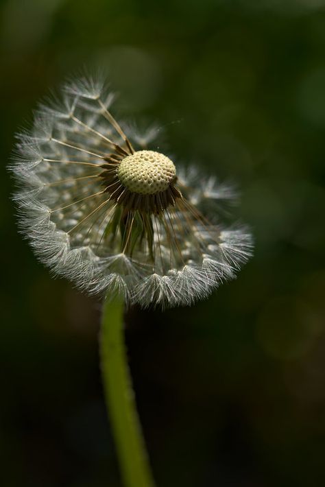 Dandelion Images, Yellow Flower Pictures, Art Christmas Presents, Dandelion Pictures, Dandelion Puffs, Sony A7riii, Dandelion Yellow, Jellyfish Art, Dandelion Seed