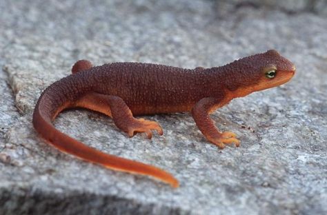 Taricha granulosa - Rough-skinned Newt — Sighted: UC Berkeley Botanic Garden, 5/9/2019 Rough Skinned Newt, Newt Animal, Newt Salamander, North American Animals, Garter Snake, Animal Reference, Kingdom Animalia, Animal Crochet, Scientific Name