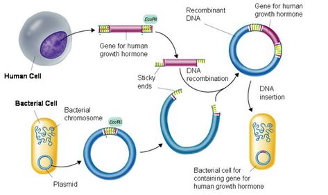 Dna Ligase, Dna Cloning, Science Lab Decorations, Dna Facts, Recombinant Dna, Dna Polymerase, Dna Technology, Biology Worksheet, Dna Molecule