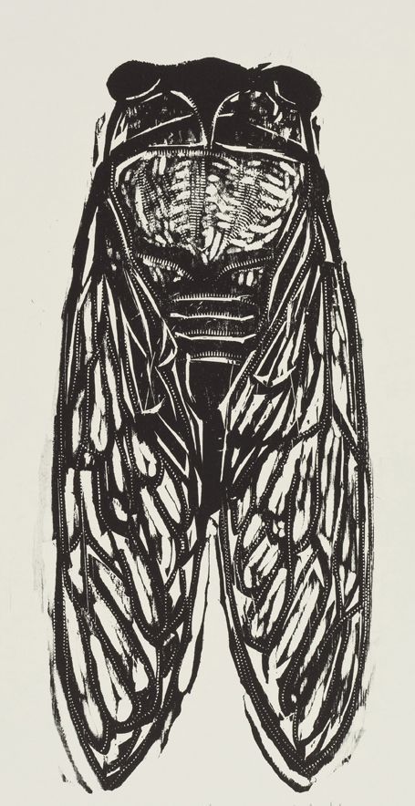 Cicada / insect - woodcut print - Kent Ambler, U.S.A. | Relief ... Wood Block Illustration, Intaligo Print, Block Print Tattoo, Block Print Ideas, Kent Ambler, Wood Cut Print, Wood Block Prints, Woodcut Printing, Woodblock Printmaking