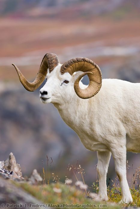 Dall Sheep, Alaska Photography, Alaska Wildlife, North American Wildlife, Wild Kingdom, Mule Deer, Manx, Wildlife Photos, Animal Planet