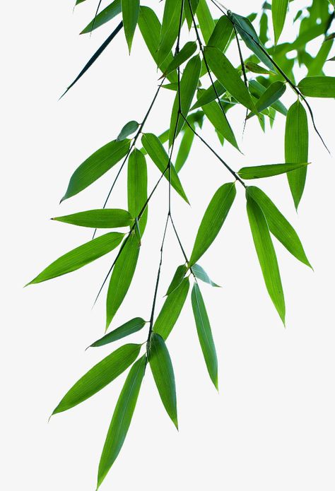 Bamboo Leaf Illustration, Bamboo Clipart, Green Art Painting, Thank You Wallpaper, Palm Leaf Plant, Asian Plants, Bamboo Landscape, Wedding Photography Album Design, Journal Elements