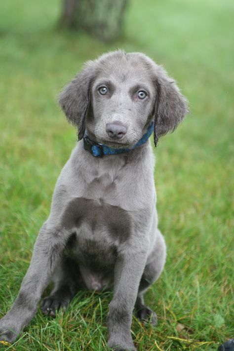 Cooper - Long haired Weim Long Haired Weimaraner Puppy, Long Haired Weimaraner, Weimaraner Puppy, Blue Weimaraner, Gray Ghost, Weimaraner Puppies, Weimaraner Dogs, Cutest Dogs, Puppy Treats