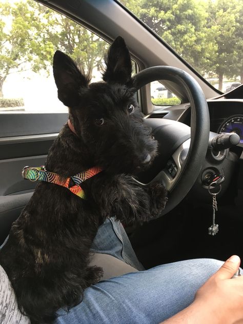 Scottie Puppies, Scotties Dog, Scottish Terrier Puppy, Scottie Terrier, Scottie Dogs, Scottish Terriers, Terrier Puppy, Dream Dog, Silly Dogs