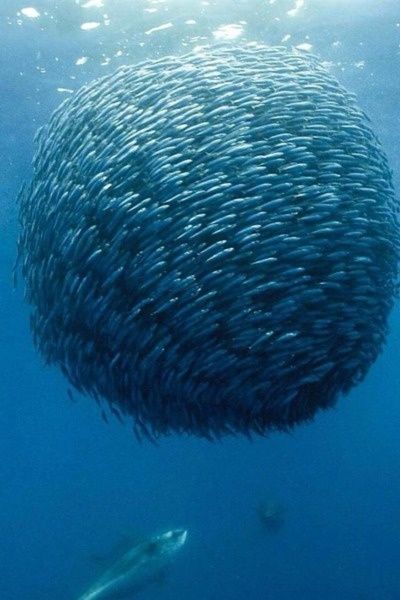 school of fish Jacques Perrin, Fauna Marina, Underwater Life, Water Life, Water World, Deep Blue Sea, Ocean Creatures, Under Water, Sea World