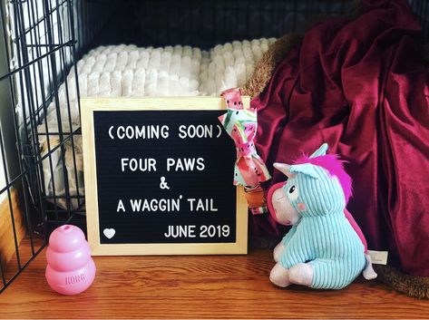 Puppy announcement Dog Expecting Puppy Announcement, Pet Announcement Dogs, New Puppy Announcement Photo Shoot, New Puppy Announcement Funny, Christmas Puppy Announcement, Dog Announcement Adoption, Puppy Announcement Ideas Funny, Puppy Announcement Photoshoot, Getting A Puppy Announcement