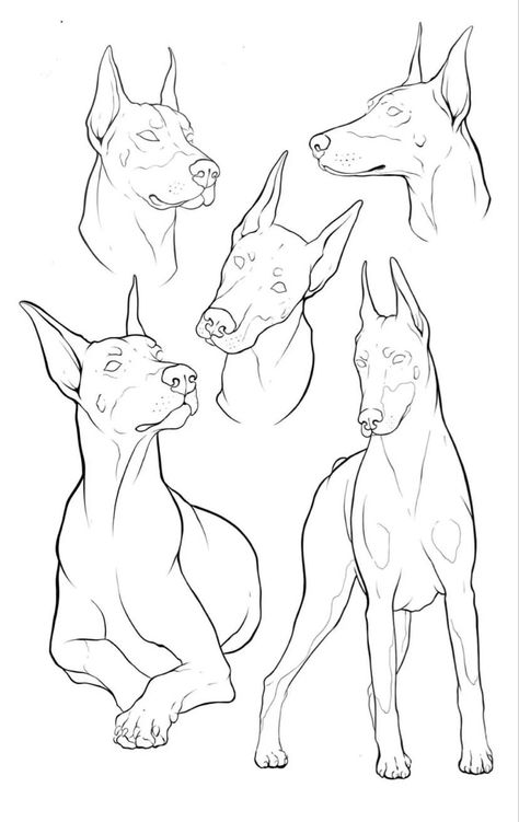 Doberman Drawing Reference, Animal Line Art Tattoo, Doberman Art Drawing, Doberman Drawing Sketch, Dog Paws Drawing, Dog Drawing Outline, Dog Drawing Sketches, Doberman Tattoo Design, Cartoon Animals Drawing