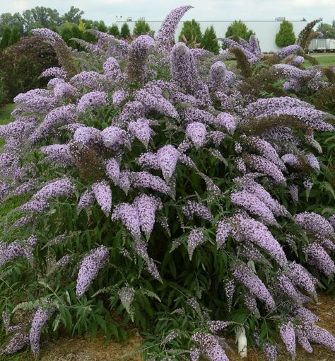 Buddleia Davidii, Butterfly Bushes, Spring Hill Nursery, Diy Garden Fountains, Virtual Flowers, Clematis Vine, Perennial Border, Garden Area, Shrub Roses