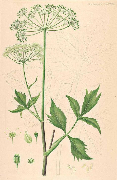 angelica Scientific Botanical Art, Hedgerow Plants, Angelica Flower, Herbarium Art, Lace Drawing, Flora Danica, Antique Botanical Print, Daucus Carota, Science Illustration