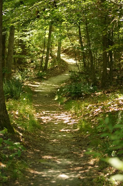 As The Crow Flies, Forest Path, The Crow, Walk In The Woods, Forest Landscape, Nature Aesthetic, Pretty Places, Nature Pictures, Nature Photos